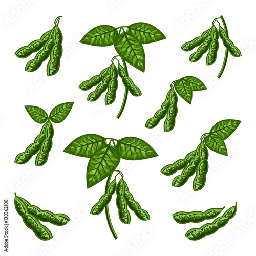 Soybean