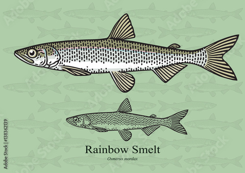 Rainbow Smelt. Vector illustration for artwork in small sizes. Suitable for graphic and packaging design, educational examples, web, etc.
