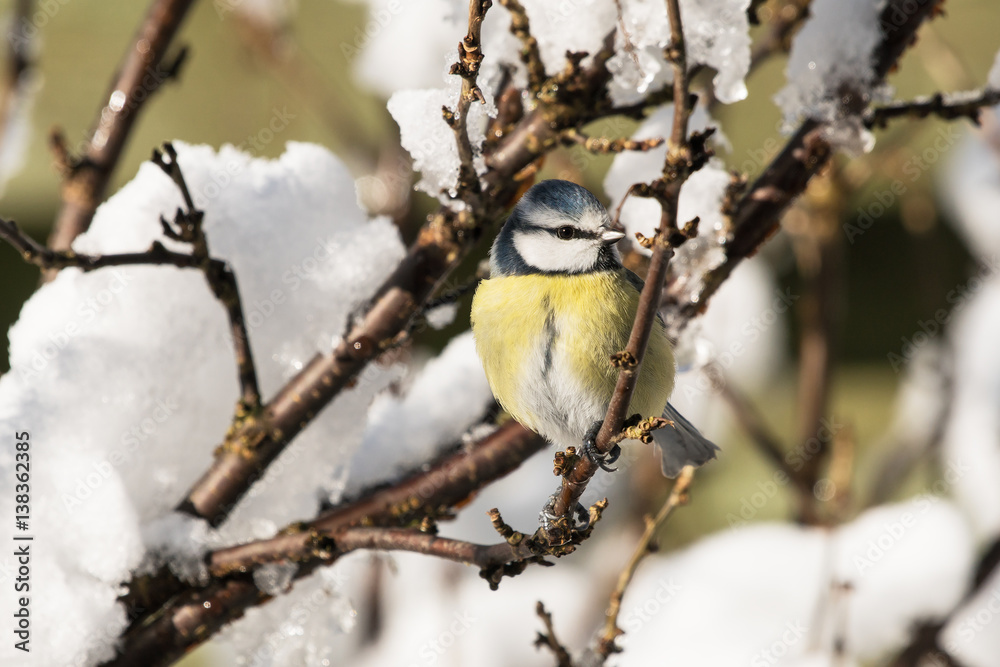 Naklejka premium A cute blue tit bird perched in a bush with snow looking to the right