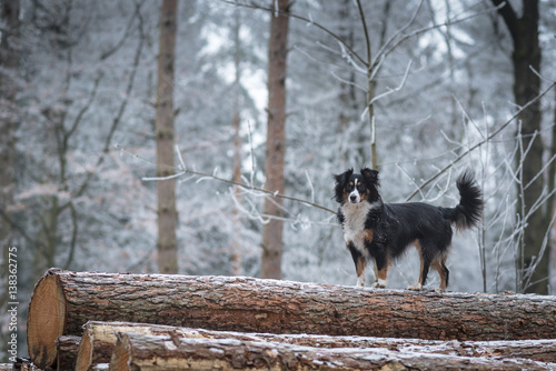 Australian Shepherd Winterlove photo