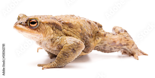 Common toad, Bufo bufo. Beautiful amphibian crawling on a white background.