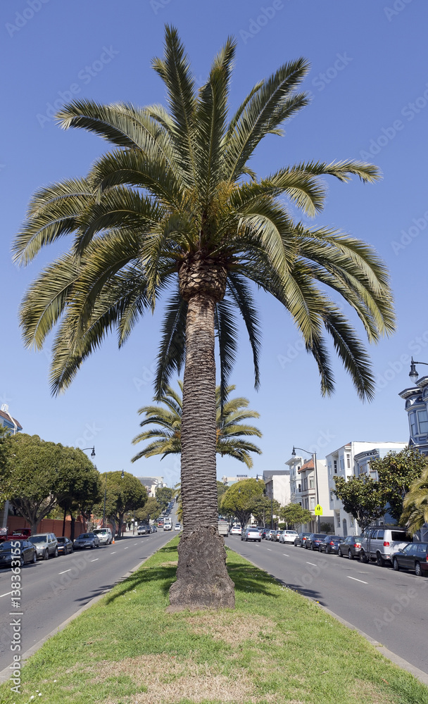 Palm trees on Dolores Avenue in San Francisco.