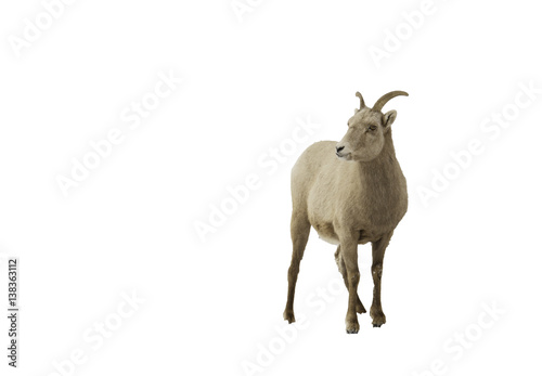Image of mountain Goat © Joseph