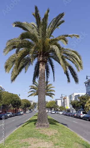 Palm trees on Dolores Avenue in San Francisco.