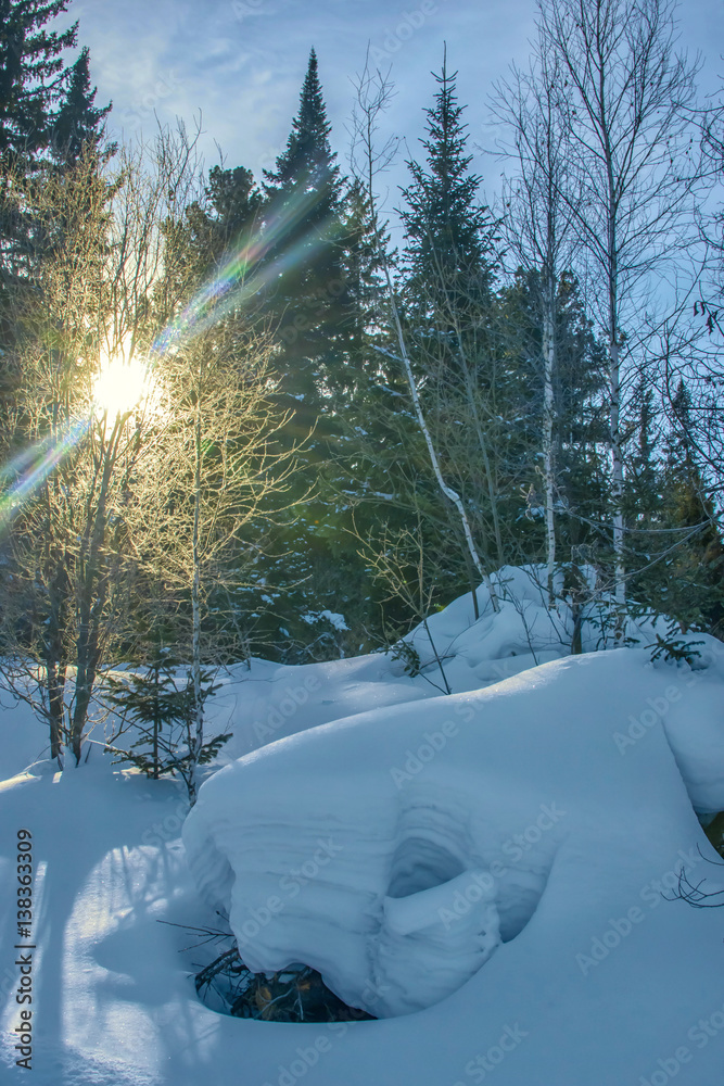 northern forest landscape with sun in early spring