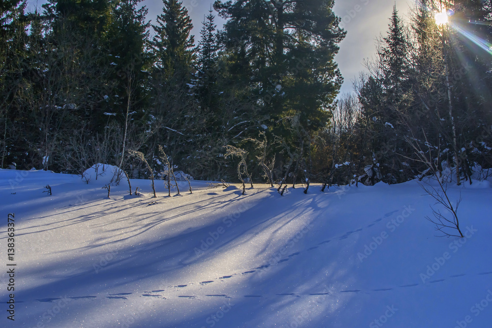 winter forest landscape with sun and footprint on snow