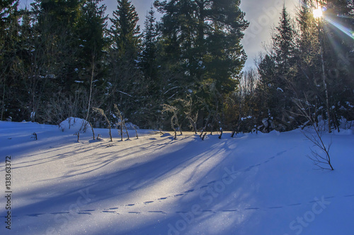 Obraz na płótnie winter forest landscape with sun and footprint on snow w salonie