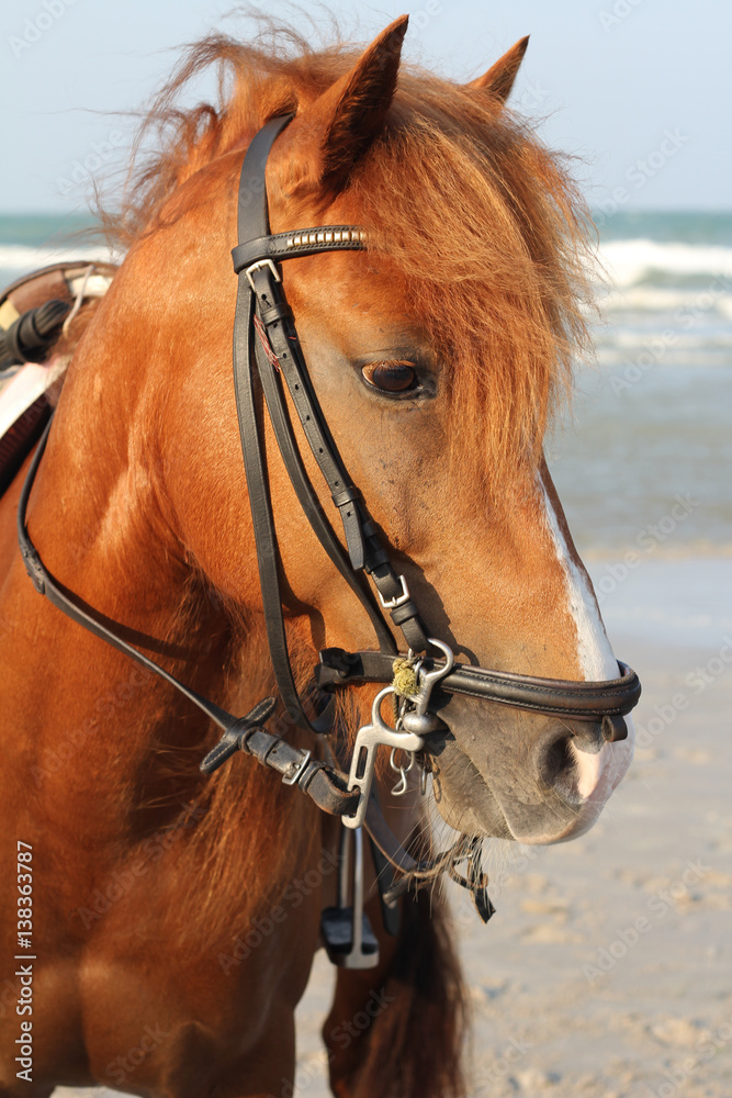 Head shot of a beautiful bay horse. Head shot of a beautiful bay horse.