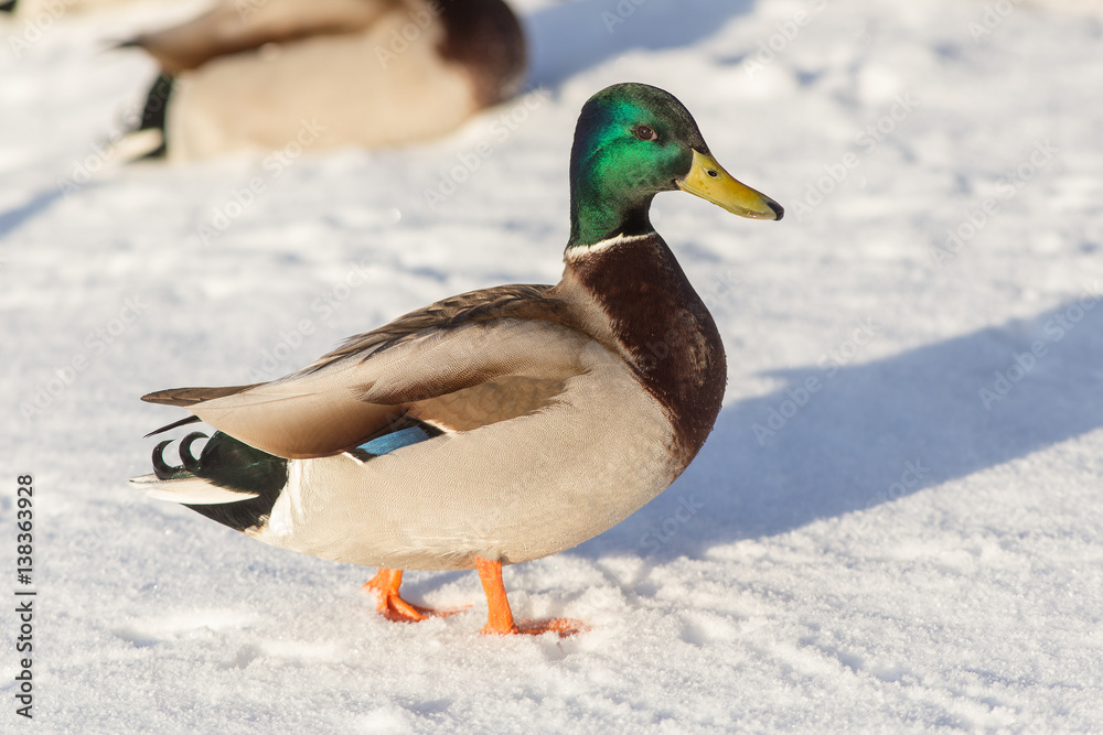 duck on snow duck on snow