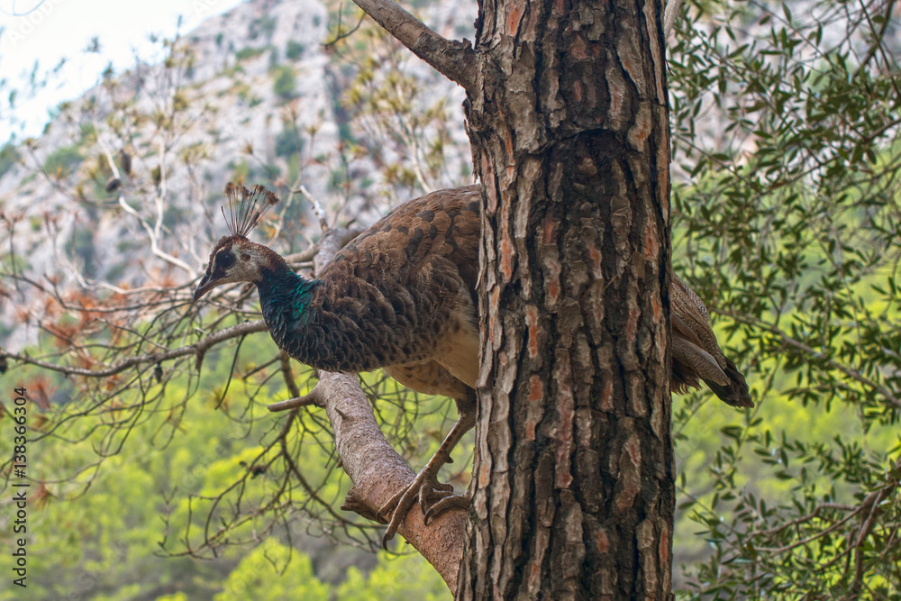 Portrait of green peacock on the tree. Portrait of green peacock on the tree.