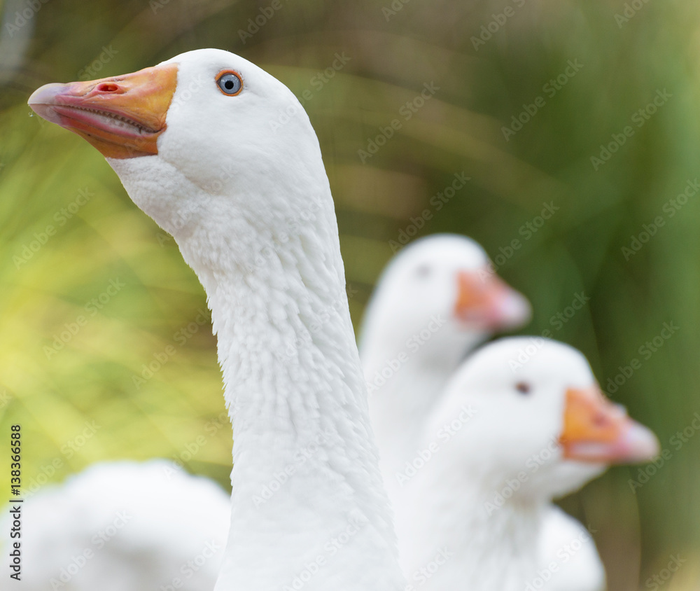 Portrait of white goose outdoors. Portrait of white goose outdoors.