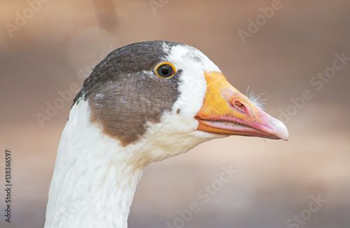 Portrait of white goose outdoors. © M-Production