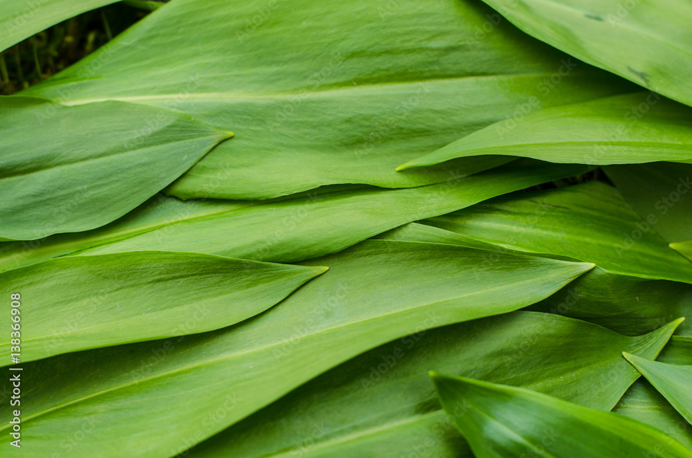 wild garlic leaves wild garlic leaves