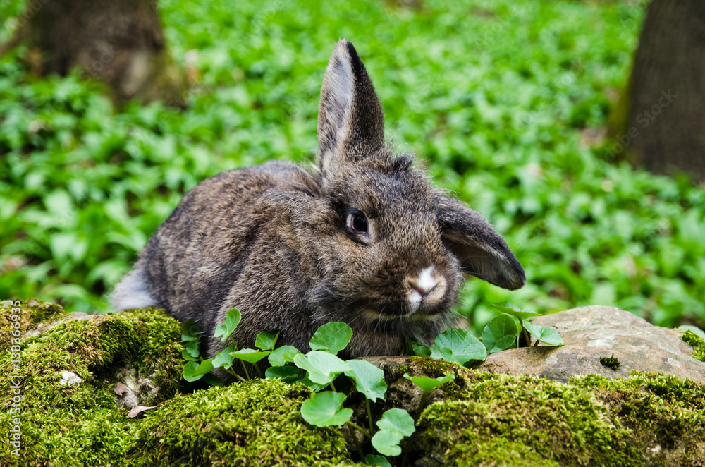 Fototapeta premium rabbit in spring forest