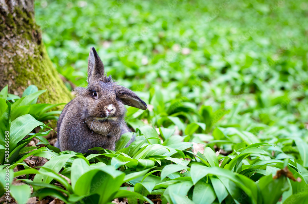 rabbit in spring forest