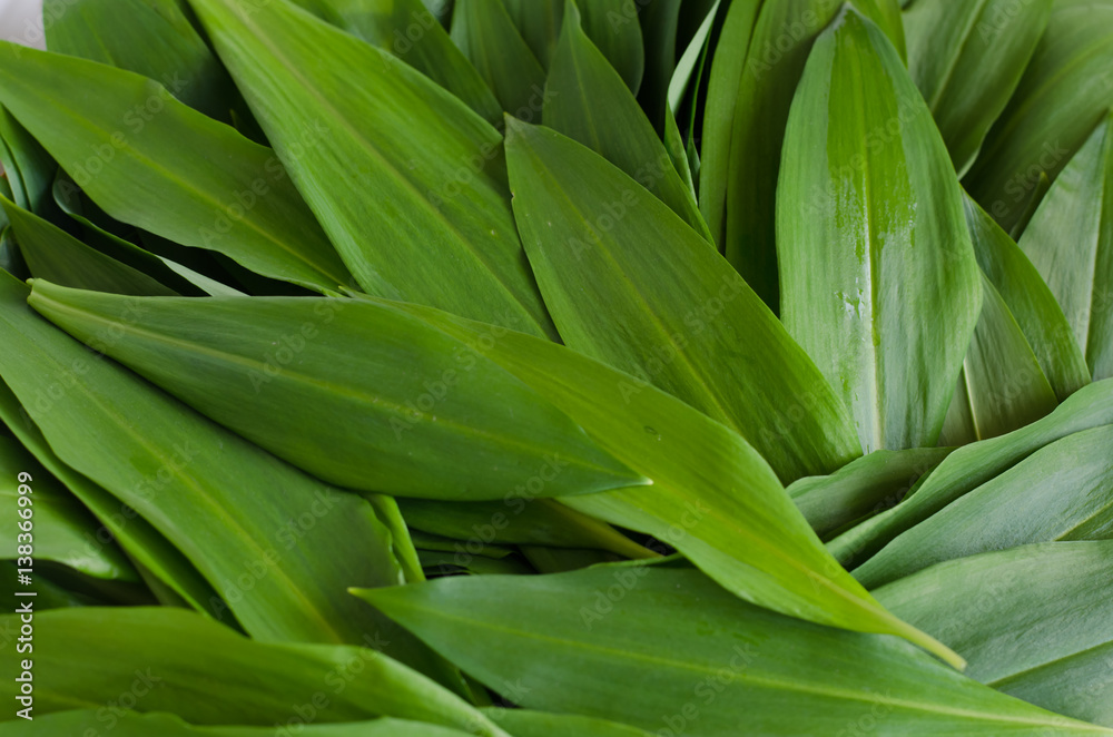 wild garlic leaves wild garlic leaves