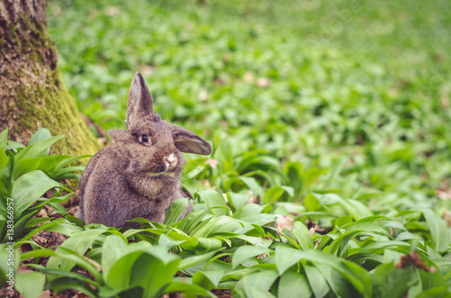 rabbit in spring forest