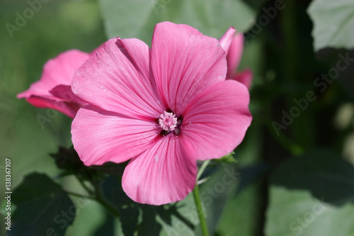 Pink  Lavatera Horizontally. Close up. Macro. Malva. Hollyhock. © Larisa Govorova