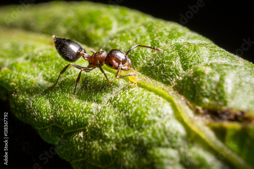 Ant on Leaf © Cris Ritchie Photo