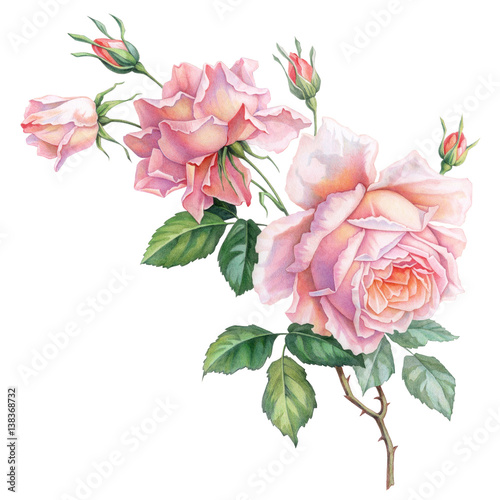 Pink white vintage roses  flowers isolated on white background. Colored pencil watercolor illustration. © HiSunnySky