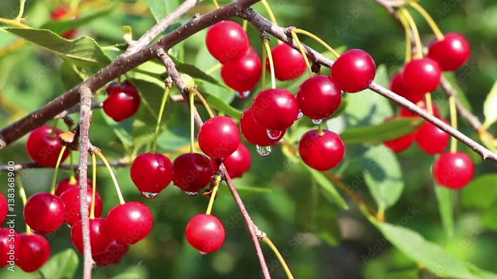 Cherry tree branch loaded with red wet fresh berries after rain in the garden. There are a drops of water on some of berries. Lockdown. Cherry tree branch loaded with red wet fresh berries after rain in the garden. There are a drops of water on some of berries. Lockdown.