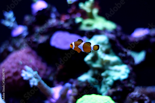 Ocelaris Clownfish