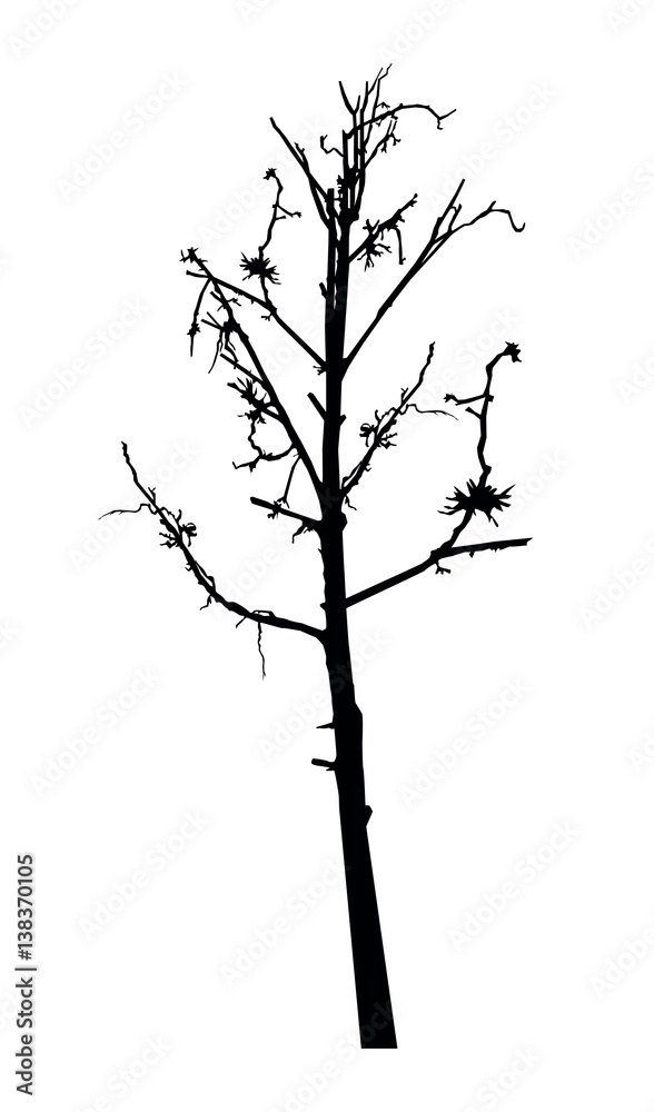 Fototapeta premium Sylwetka krzywego drzewa (cierń). Symbol pustyni. Oszczędzaj środowisko.