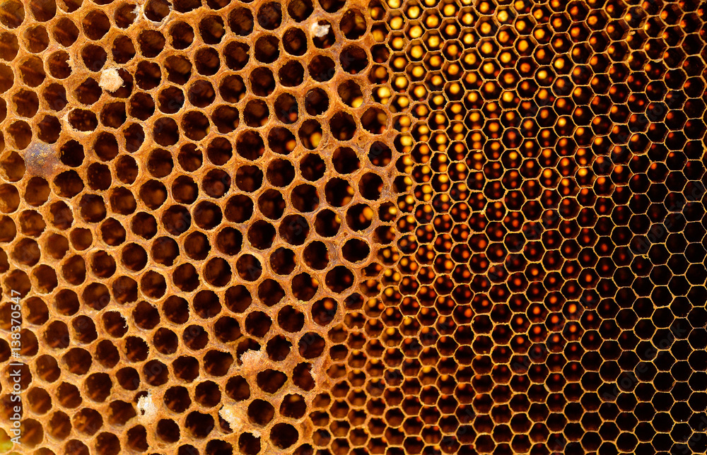 Honeycomb a background Honeycomb a background