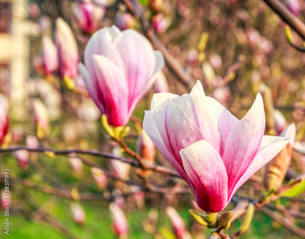 Magnolia flower blossom in spring Magnolia flower blossom in spring