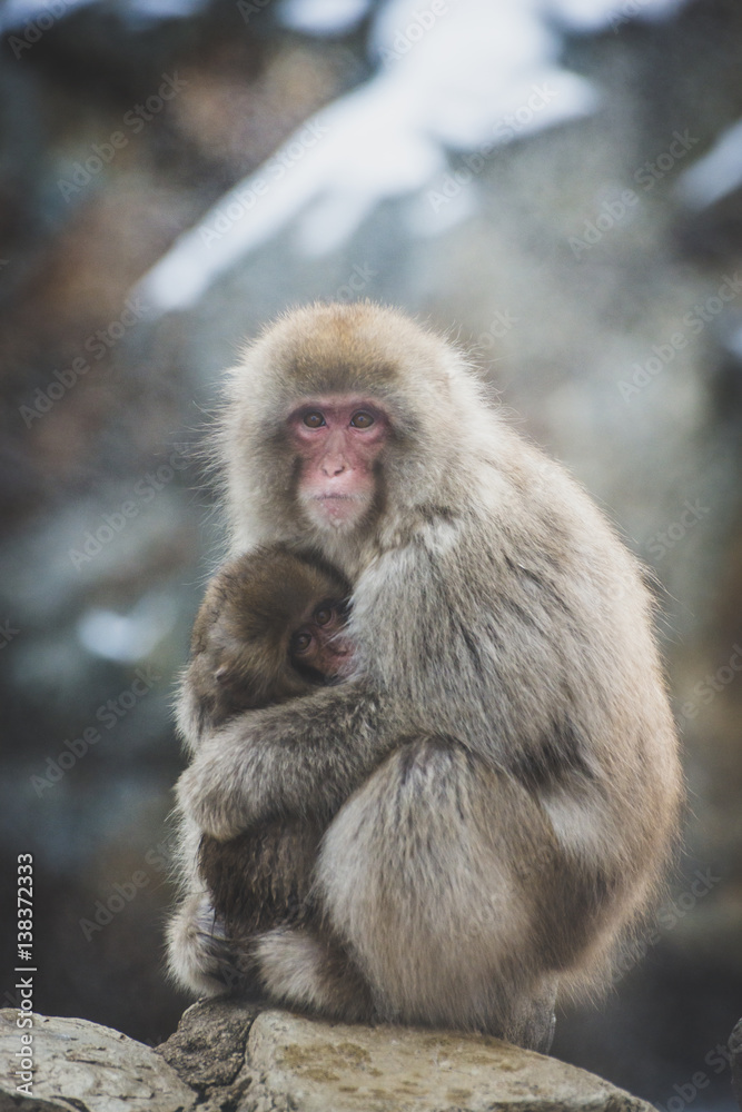 Japan, Yamanouchi, Jigokudani Monkey Park, red-faced macaque with young animal Japan, Yamanouchi, Jigokudani Monkey Park, red-faced macaque with young animal