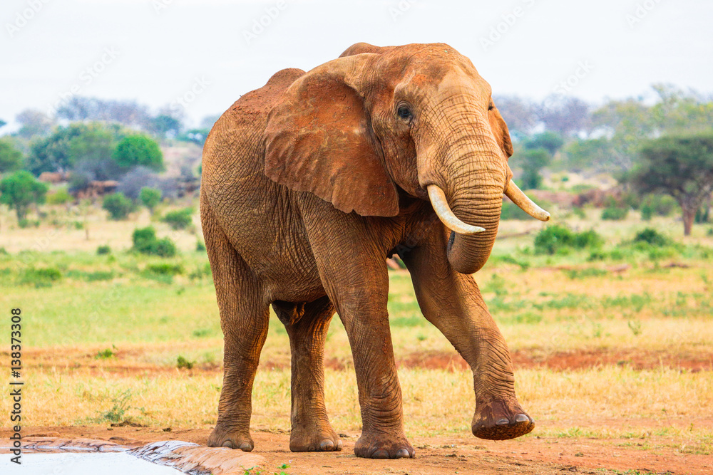 Obraz premium Elephant. Tsavo East National park. Kenya.