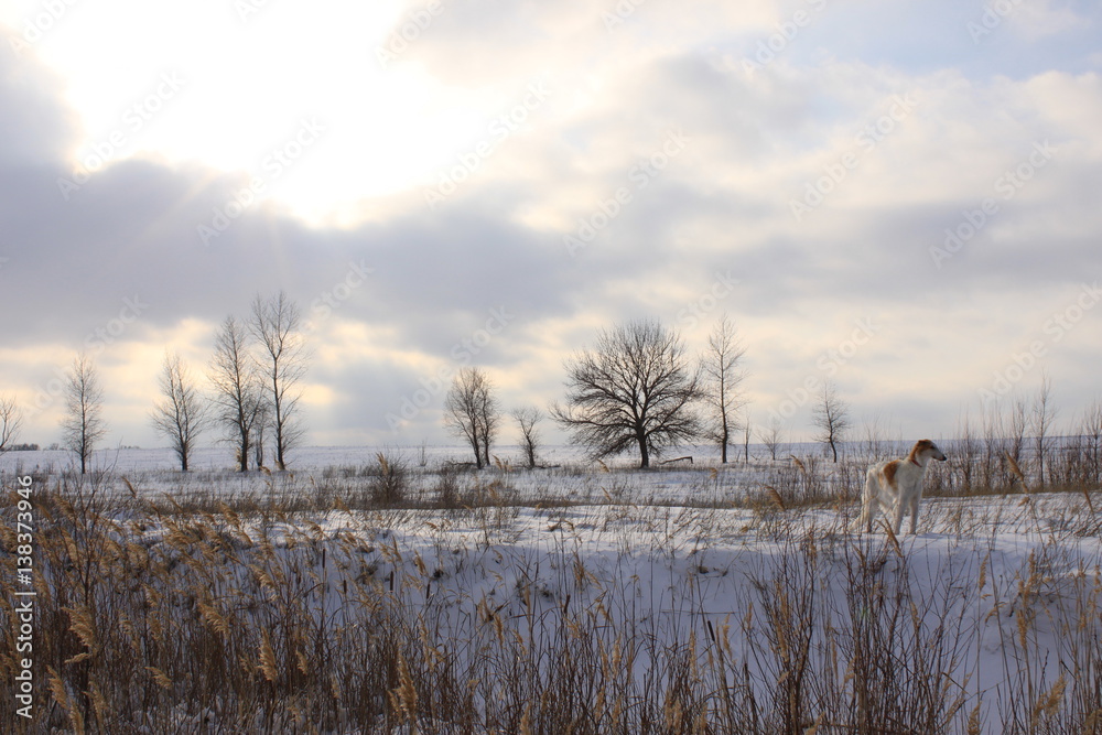 Russian winter