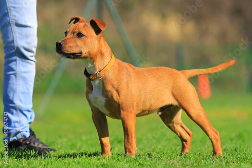 puppy staffordshire bull terrier 
