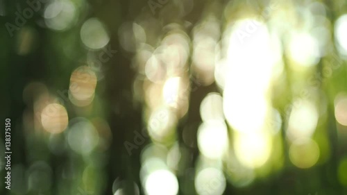 Beautiful out of focus sunset. Sun shine thorugh the blowing on wind bamboo leaves photo