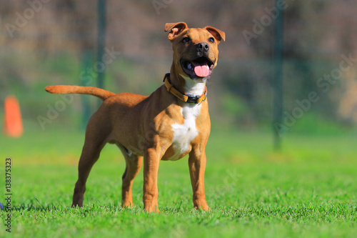puppy staffordshire bull terrier 