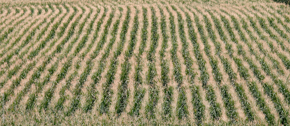 field field