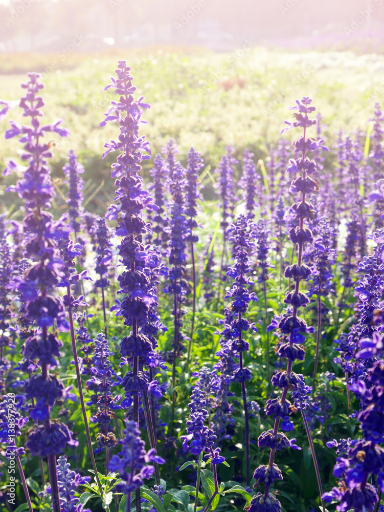 Naklejka premium Backlited violet flower field
