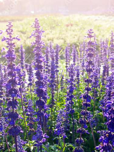 Backlited violet flower field