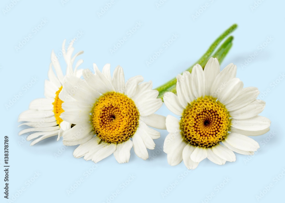 Obraz premium Daisy.