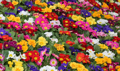 background of many colorful primroses in early spring