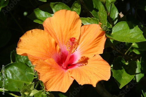 Wallpaper Mural Hibiscus in Hawaii. Island flowers bloom year around. Torontodigital.ca
