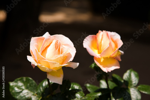 Roses of the world. Two yellow & pink roses from the Alhambra, Granada, Spain.