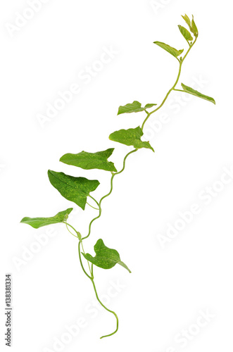 Bindweed sprig with green leaves isolated on white