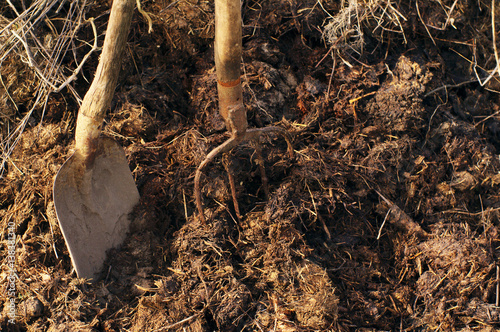 Shovel and pitchfork in a heap of manure. Agricultural works on a kitchen garden