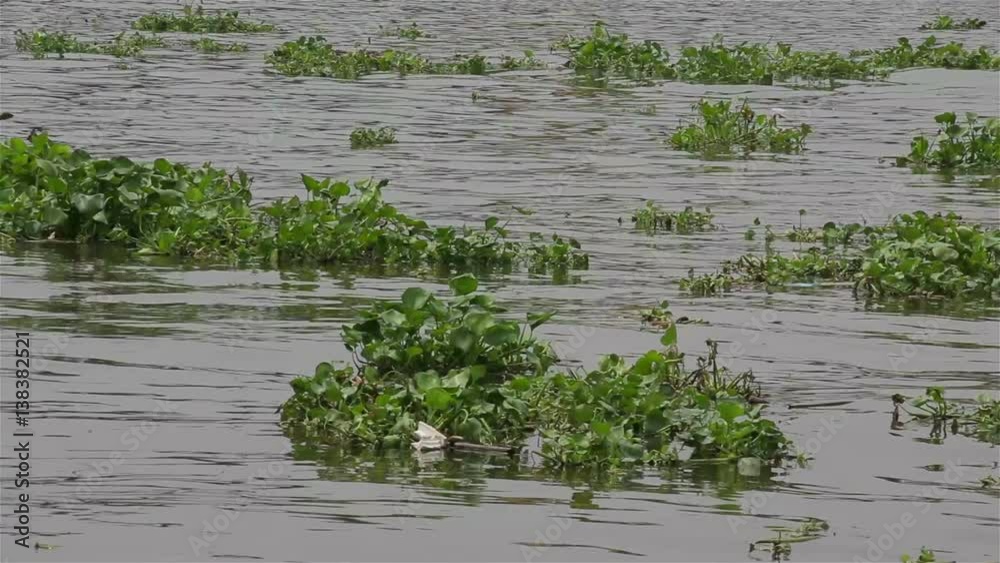 Flowing Water Hyacinth in the Chophya river, Thailand. Flowing Water Hyacinth in the Chophya river, Thailand.