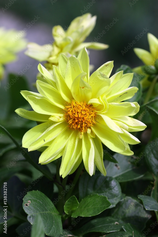 Dahlia Yellow close up vertically. Macro. Asteraceae Family. Compositae Dahlia Yellow close up vertically. Macro. Asteraceae Family. Compositae