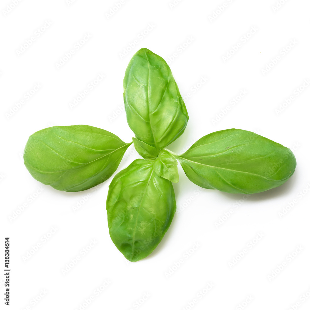 Basil leaves spice isolated on white background. Basil leaves spice isolated on white background.