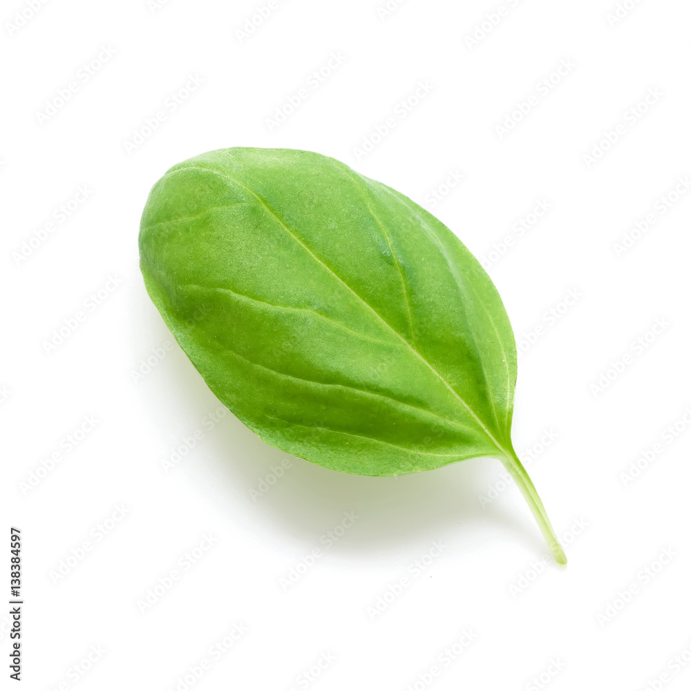 Green basil leaf isolated on white background Green basil leaf isolated on white background