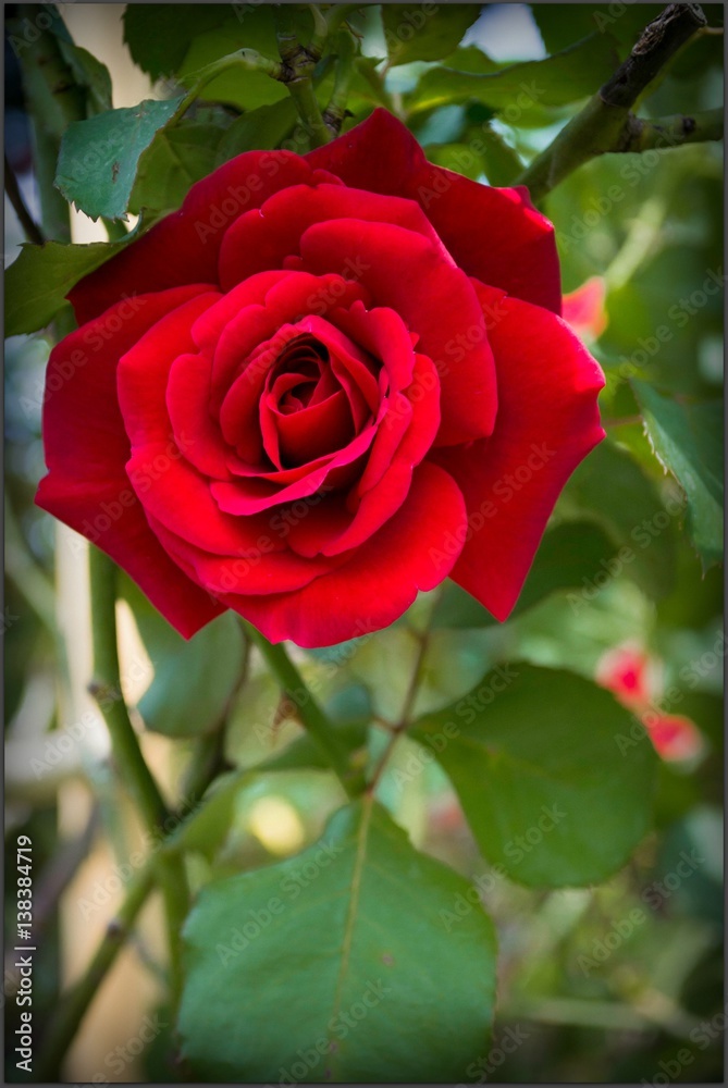 Rose Rose