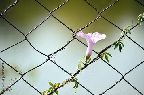 Flower growing on a chain link fence photo